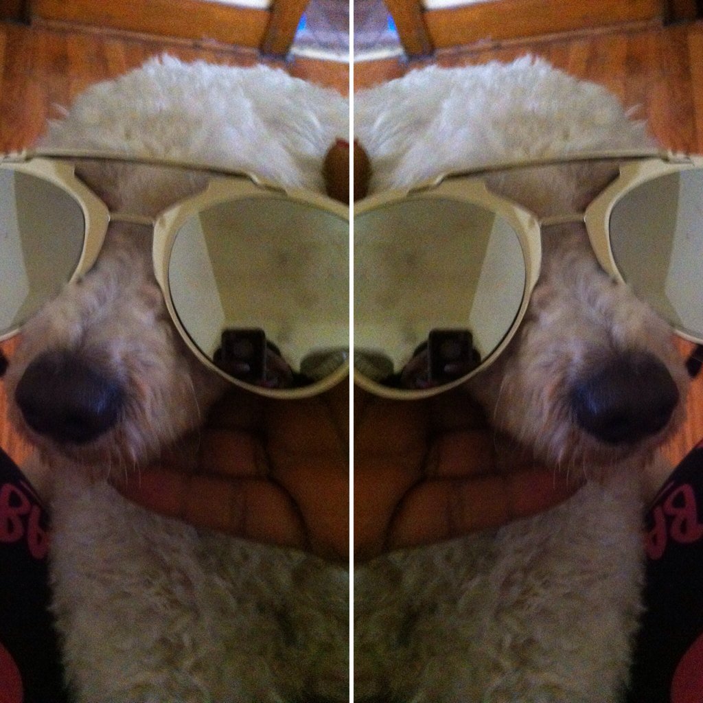 KiminiquePope's tweet photo. 🐩🐾🐩 https://t.co/B4lusC5A8R