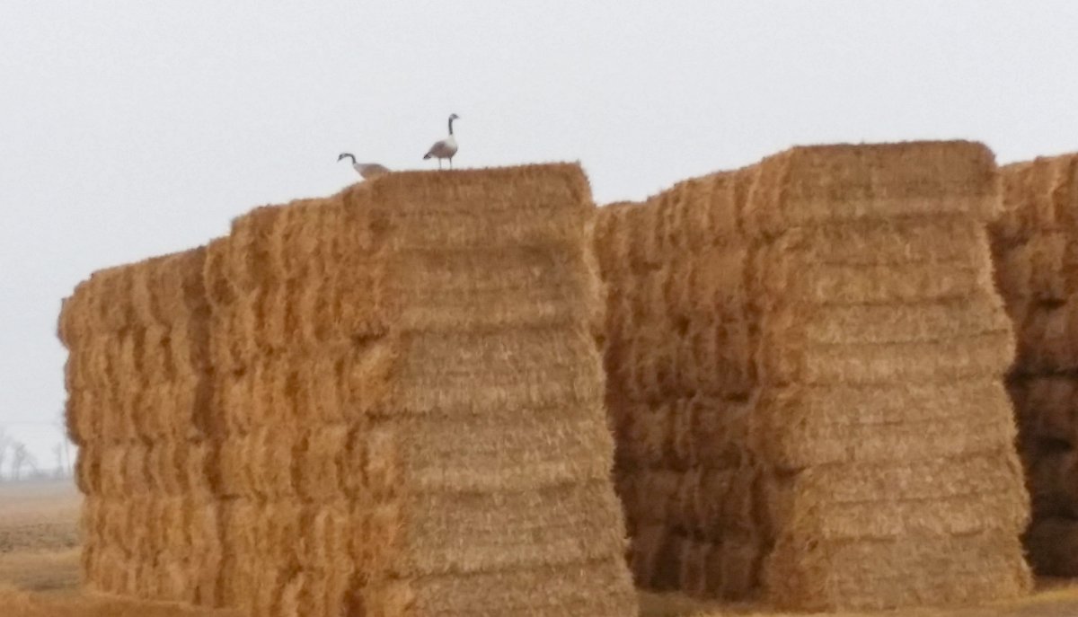 RustSalesInc's tweet image. This pair of geese decided to nest on the penthouse floor of a rural sky scraper.