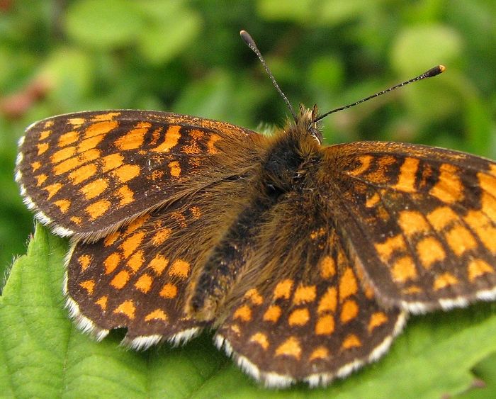 What we did. Together. 
heartofexmoor.wordpress.com/2016/03/24/so-… 
#Exmoor #LandscapePartnership @heritagelottery