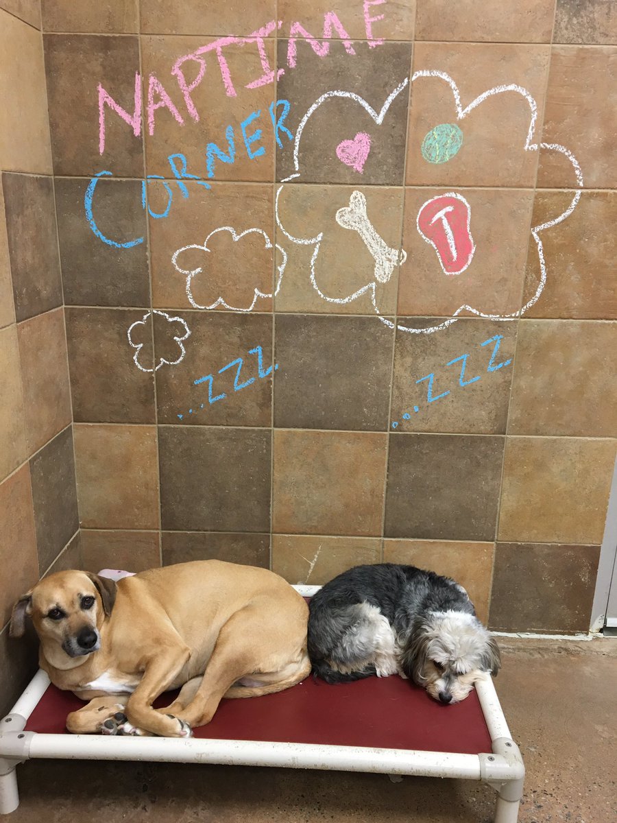 1582Petsmart's tweet photo. Tonka and Bailey cuddling during a late afternoon snooze!! ❤️🐶💤 #bffs @robsmithbluejay @ray_rwest @susanyardley https://t.co/Y045wTr9wc