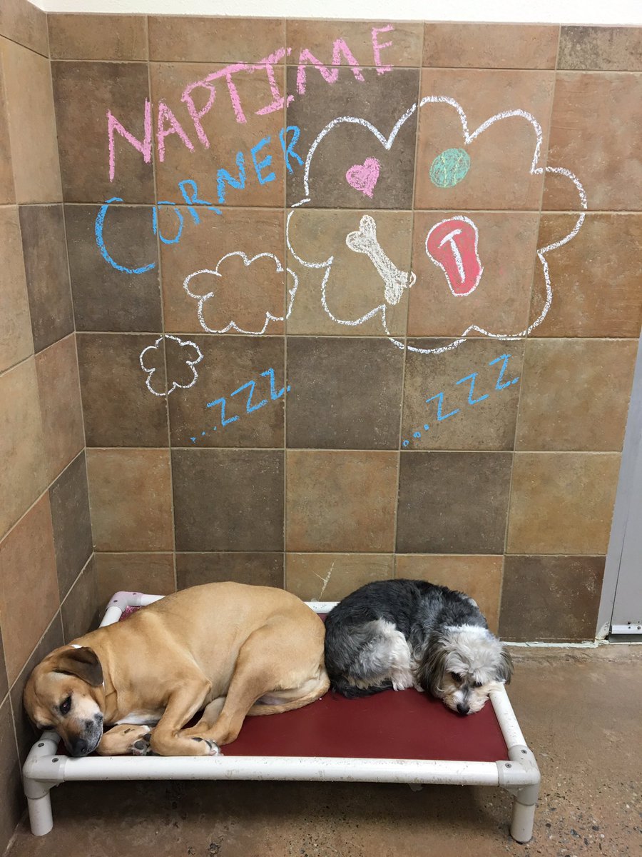 1582Petsmart's tweet photo. Tonka and Bailey cuddling during a late afternoon snooze!! ❤️🐶💤 #bffs @robsmithbluejay @ray_rwest @susanyardley https://t.co/Y045wTr9wc