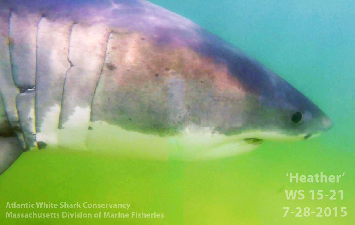 MA_Sharks's tweet photo. @HeatherMPhD do you hope to catch and tag your namesake white shark? #sharkchat @MoteMarineLab @OCEARCH https://t.co/QJbwFiYmGx