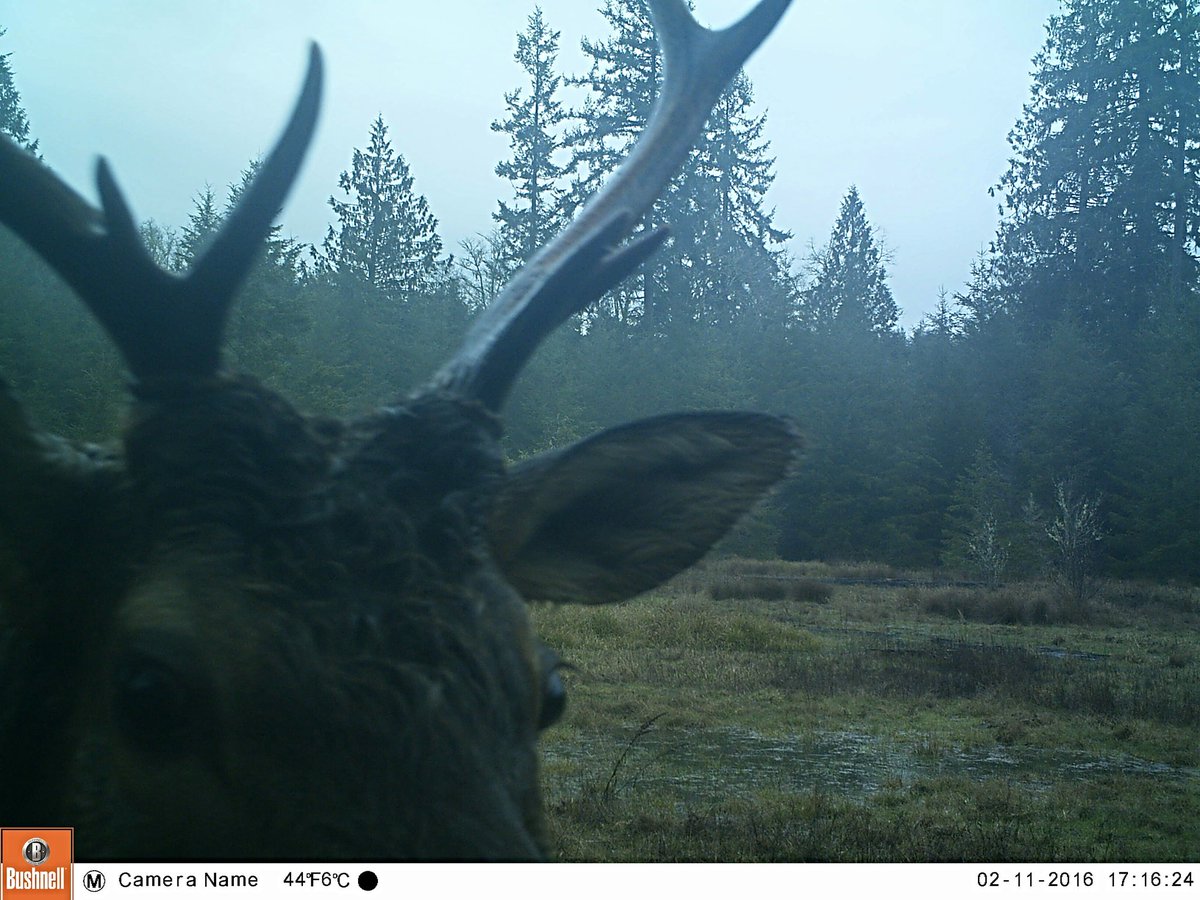 TrailCamNation's tweet image. #ElkWednesday