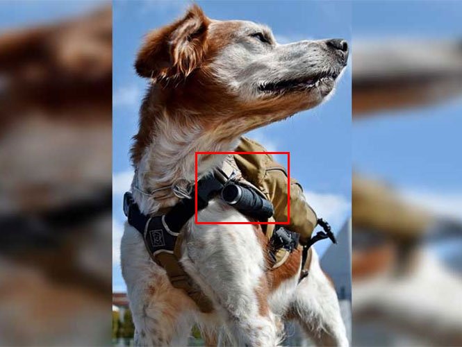 JorgeCastro_Dig's tweet image. LLEGA &apos;ROBO-PERRO&apos; DE RESCATE, ESTÁ EQUIPADO CON CÁMARA Y GPS
#Ciencia_Y_Tecnología
#PerroRobot
