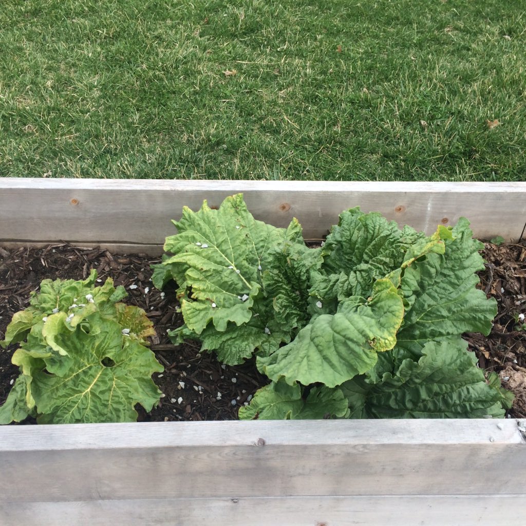 NorrisElem's tweet photo. Our rhubarb is coming back! It's spring in the Teaching Gardens at Norris! #AHAteachinggardens #ontheenergybus https://t.co/TlPY0894jA