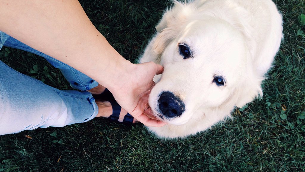 BayerUS's tweet photo. Great #petparenting tips on how to check your dog for ticks: https://t.co/JJu39kBMx4 https://t.co/XWjHOU0N7E