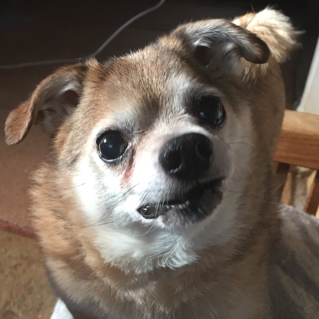 sarahanunn's tweet photo. Arlo is even happier than I am that I am done with work today! #timefornaps #andtreats #andnowork #dogsoftwitter https://t.co/RVhNprwEVu