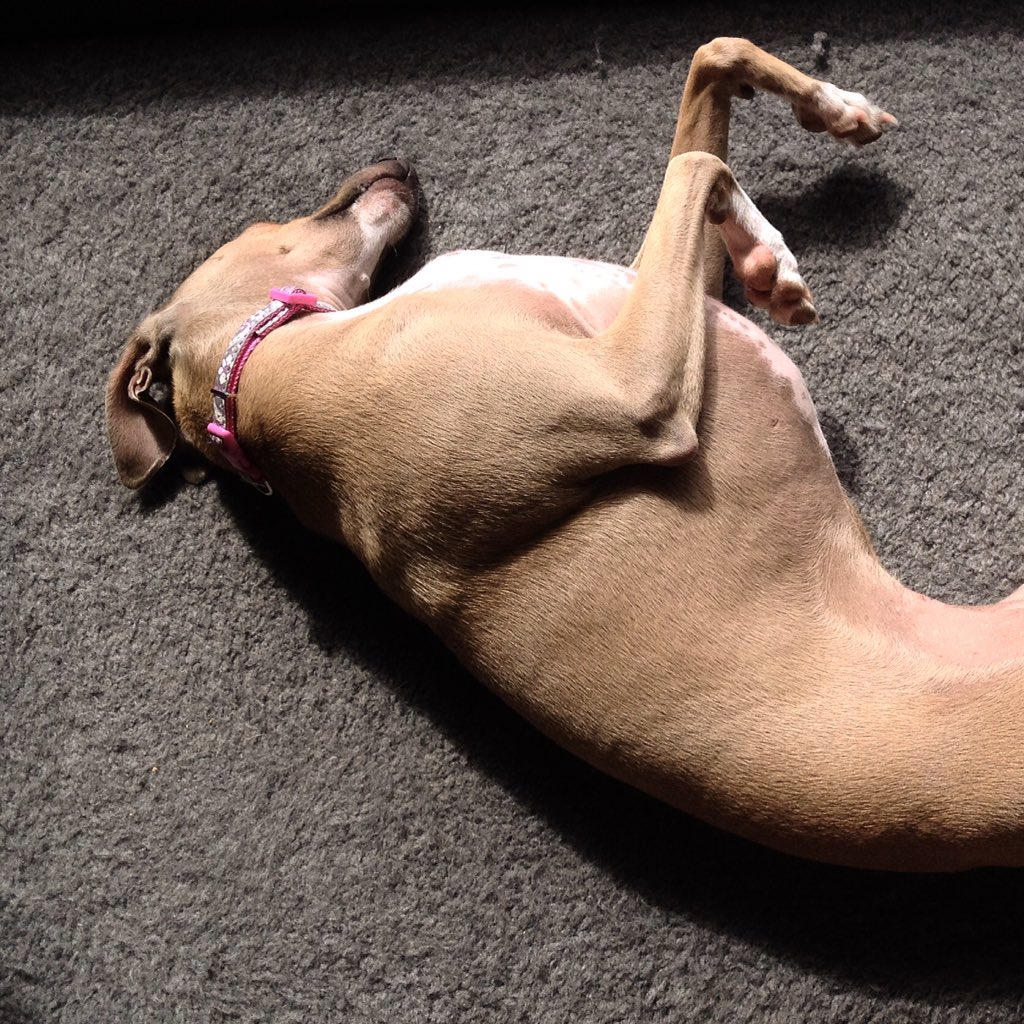 jivingvoodoo's tweet photo. The best things in life are free, like buttcheeks &amp; naps 😉👍🏻 https://t.co/4iZthpwyZq