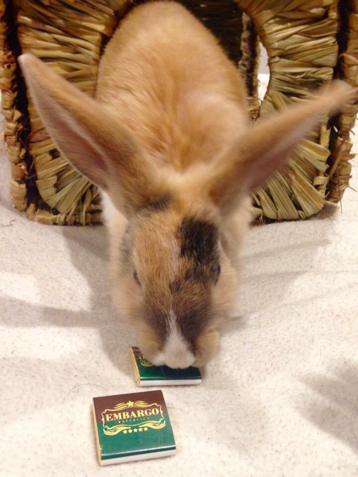 djyazmin_aus's tweet photo. Percy my rabbit is just too cute!! 🐰🐰
#eatseverything #rabbithome #rabbitfood #toocute #mybabyboy @EmbargoRPBLCA https://t.co/D6Tbc8gXLp