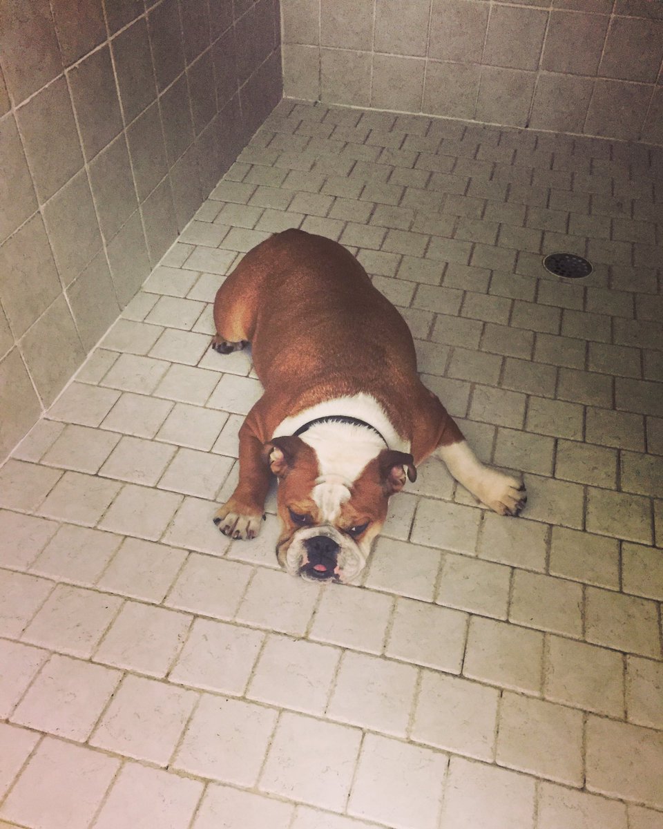 steph_lee8's tweet photo. Sammy is trying to sleep in the shower. I think he finally wants a bath. https://t.co/Gj1rWkEpRL