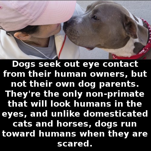 TheMindBlowing's tweet photo. Dogs lovers, have you ever noticed this? https://t.co/zittFk2hip