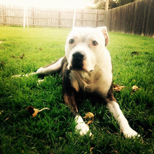 __kristinawthak's tweet photo. 💚 #aldotheapache #pitsofinstagram #wednesdaze https://t.co/rkA05JSEgH