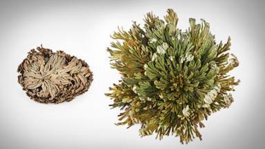 CoolmixOfficial's tweet photo. 'Resurrection plants' may help create crops that survive droughts. https://t.co/kkBYa8TAiO #Coolmix #plants #drou... https://t.co/ph3l0Xcd68