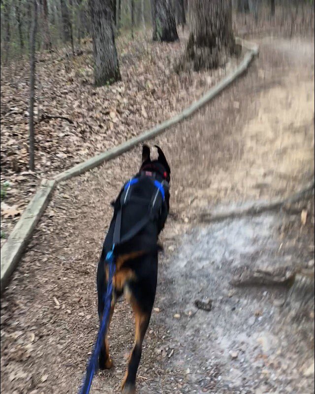 Canicross_US's tweet image. My dogs and I just ran 3.2 miles w/ @ResQWalk in support of @rescuebarn 
#canicross #running #adoptdontshop