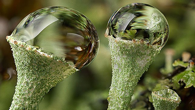 Treehugger Animals tweet media