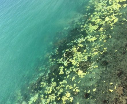 oceana's tweet photo. Coral bleaching at its worst on Great Barrier Reef https://t.co/F2mjvc6eJV via @azula https://t.co/O8wm3WvlbQ