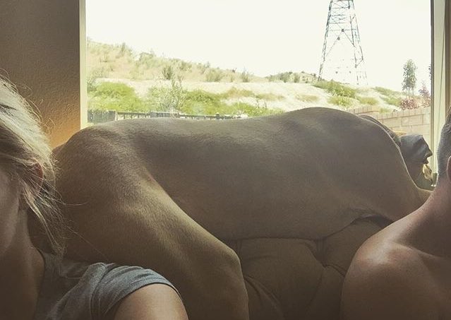 blair_os's tweet photo. When your giant dog takes up all the space on the couch @Dylan_Dalvaux https://t.co/DYfdwYsXB9
