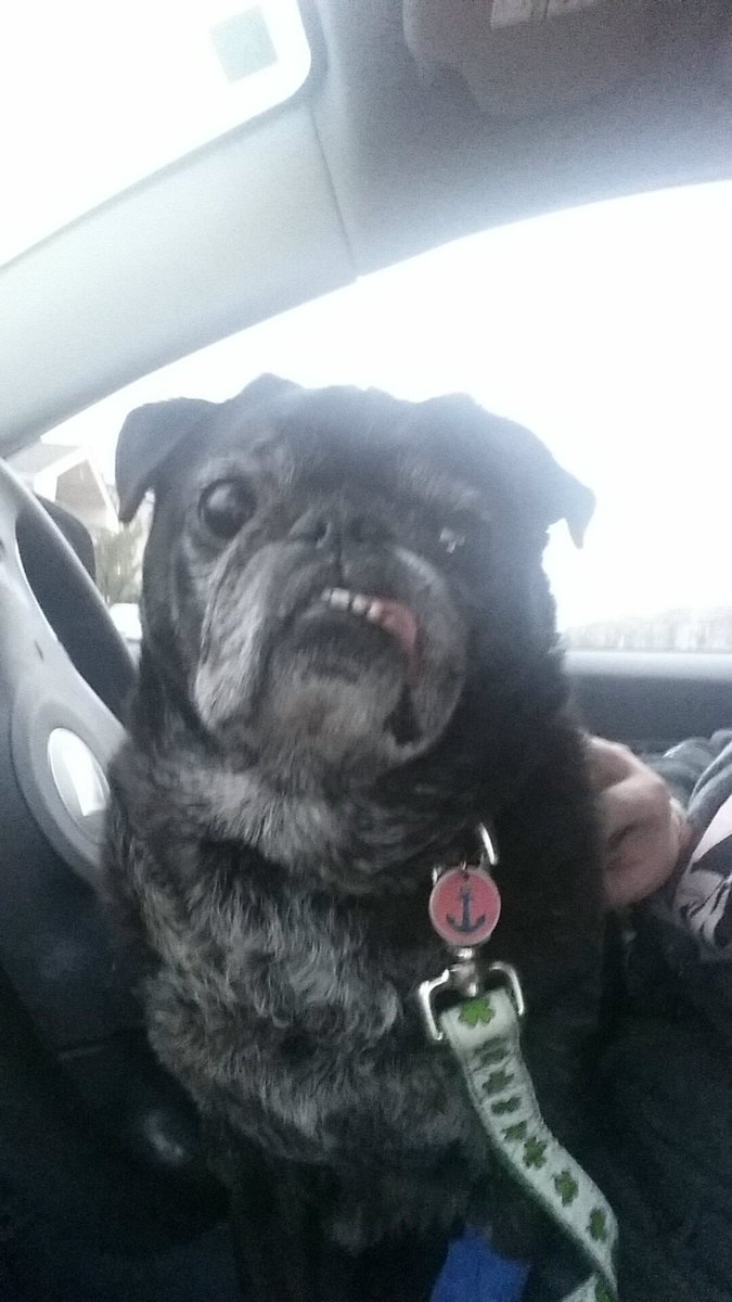 MissMoriarty314's tweet photo. https://t.co/zgKI9OzAwz Please help me raise$ #saveapug #dogsoftwitter #dogs #pugs #puglife #blackpug #pug #charity https://t.co/Aa5fs7ZjA5