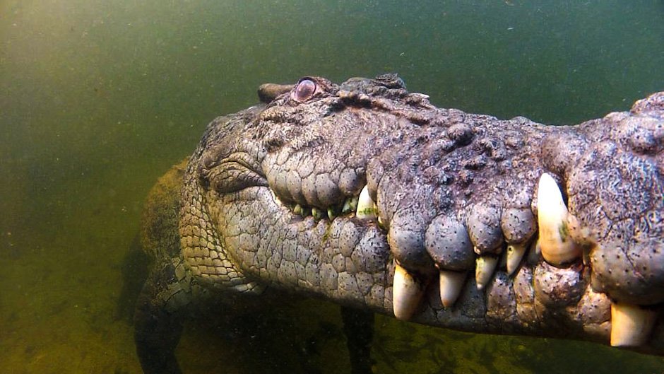Australian Geographic tweet media