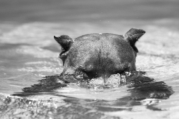 monetarymg's tweet image. Was looking for dogs and came across this pic. Looks ill