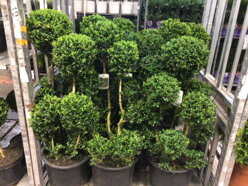 MEERgroothandel's tweet photo. Ook vandaag staan er weel leuke nieuwe planten in de Cash &amp; Carry! Kom je ook een kijkje nemen @MEERgroothandel ? https://t.co/F3wfOoieoO