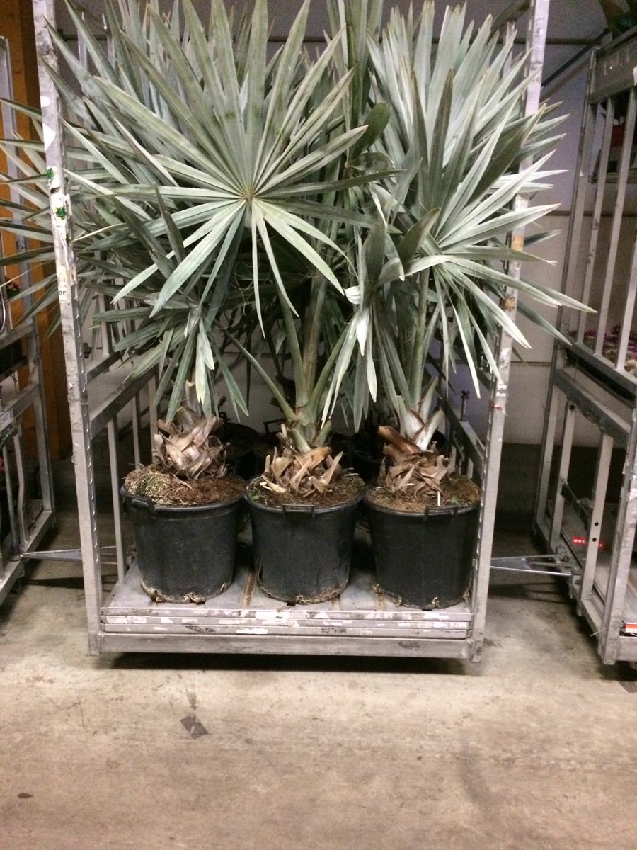MEERgroothandel's tweet photo. Ook vandaag staan er weel leuke nieuwe planten in de Cash &amp; Carry! Kom je ook een kijkje nemen @MEERgroothandel ? https://t.co/F3wfOoieoO