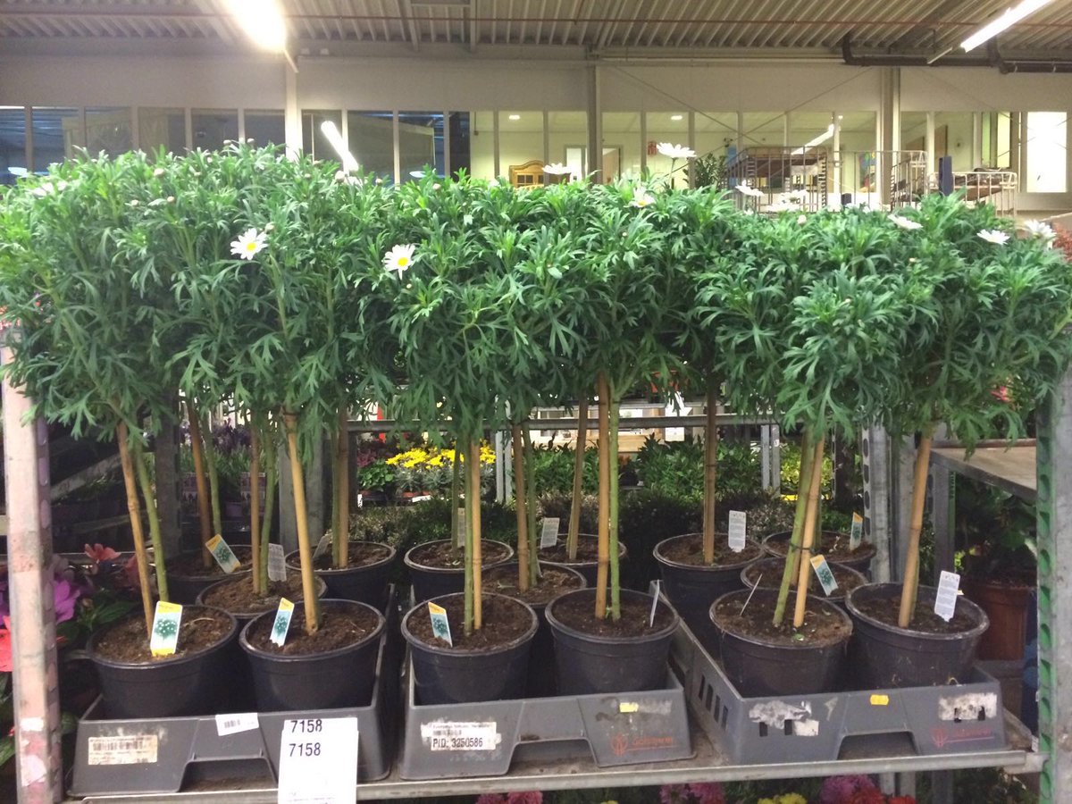 MEERgroothandel's tweet photo. Ook vandaag staan er weel leuke nieuwe planten in de Cash &amp; Carry! Kom je ook een kijkje nemen @MEERgroothandel ? https://t.co/F3wfOoieoO