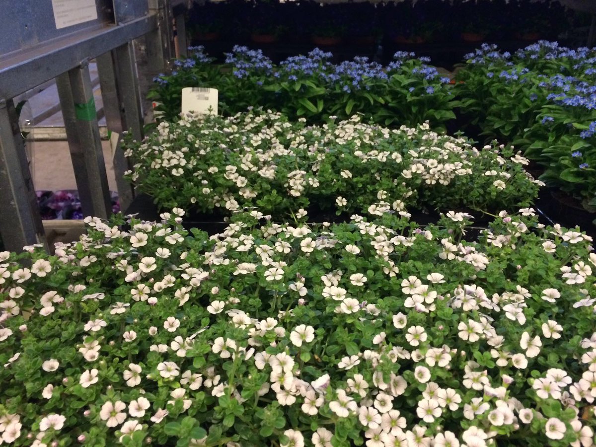 MEERgroothandel's tweet photo. Ook vandaag staan er weel leuke nieuwe planten in de Cash &amp; Carry! Kom je ook een kijkje nemen @MEERgroothandel ? https://t.co/F3wfOoieoO
