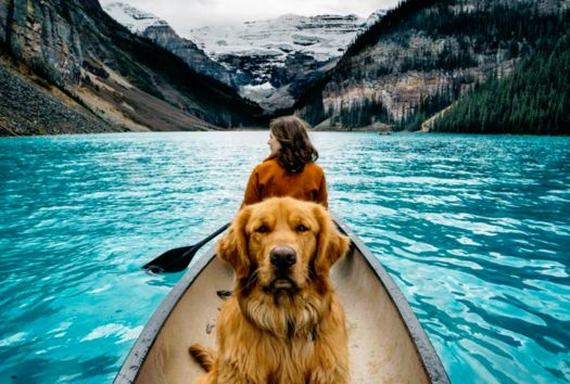 CorriereAnimali tweet picture