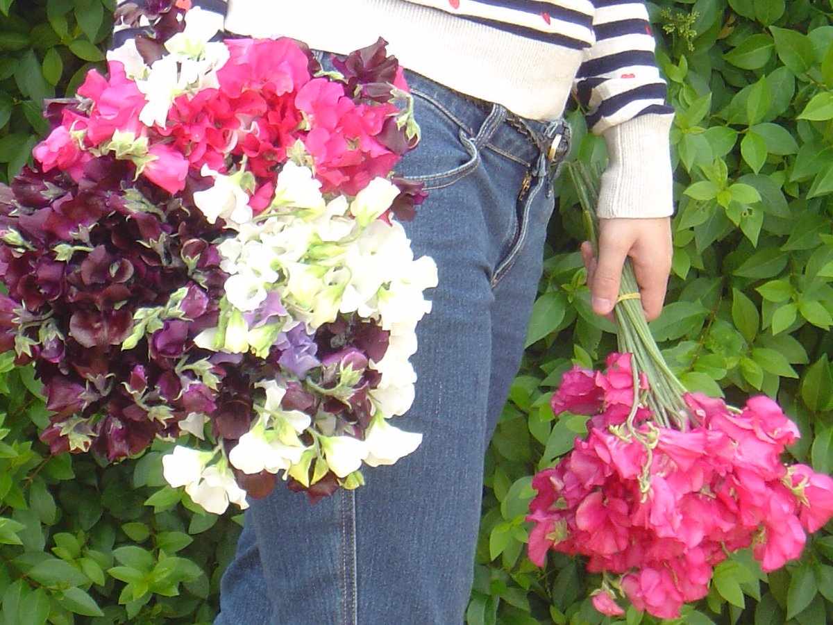 flowerslocally's tweet photo. @MarthaandMeadow only if spare, I grow for variety rather than number. Will have plenty of sweetpeas in May though🌞 https://t.co/WcHosCXozv