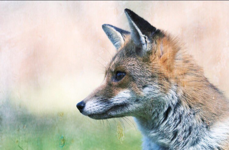 ionanewton24's tweet photo. It's a foxy Thursday. STRESS - back the hell off. Today's going to be ok! #spring #fox #keeptheban #FoxDay16 https://t.co/9yG6N4jgBB