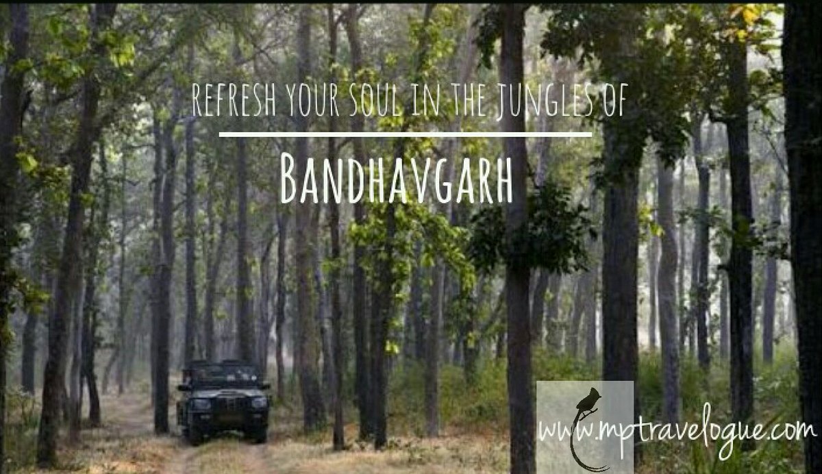 MPTravelogue's tweet photo. 7> The highest number of Royal Bengal Tigers in the whole country- The chances of spotting a tiger are very high! https://t.co/Do042bipKb