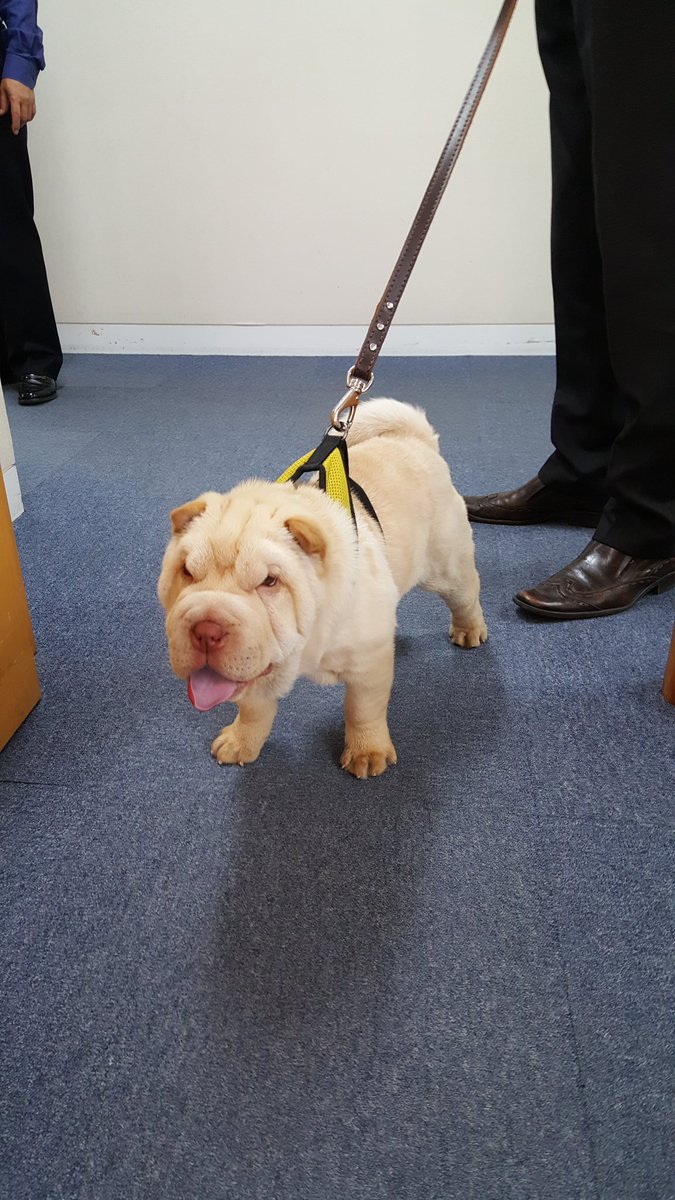 euinkorea's tweet photo. 오늘 대표부에 방문한 손님은 바로...... 쭈글이!!!!! #EUdog @EUAmbKorea https://t.co/uMdKm764X6