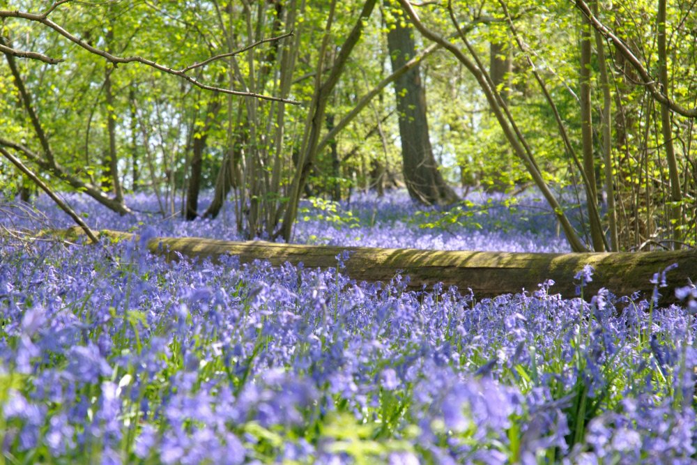 Looking forward to bluebell season?