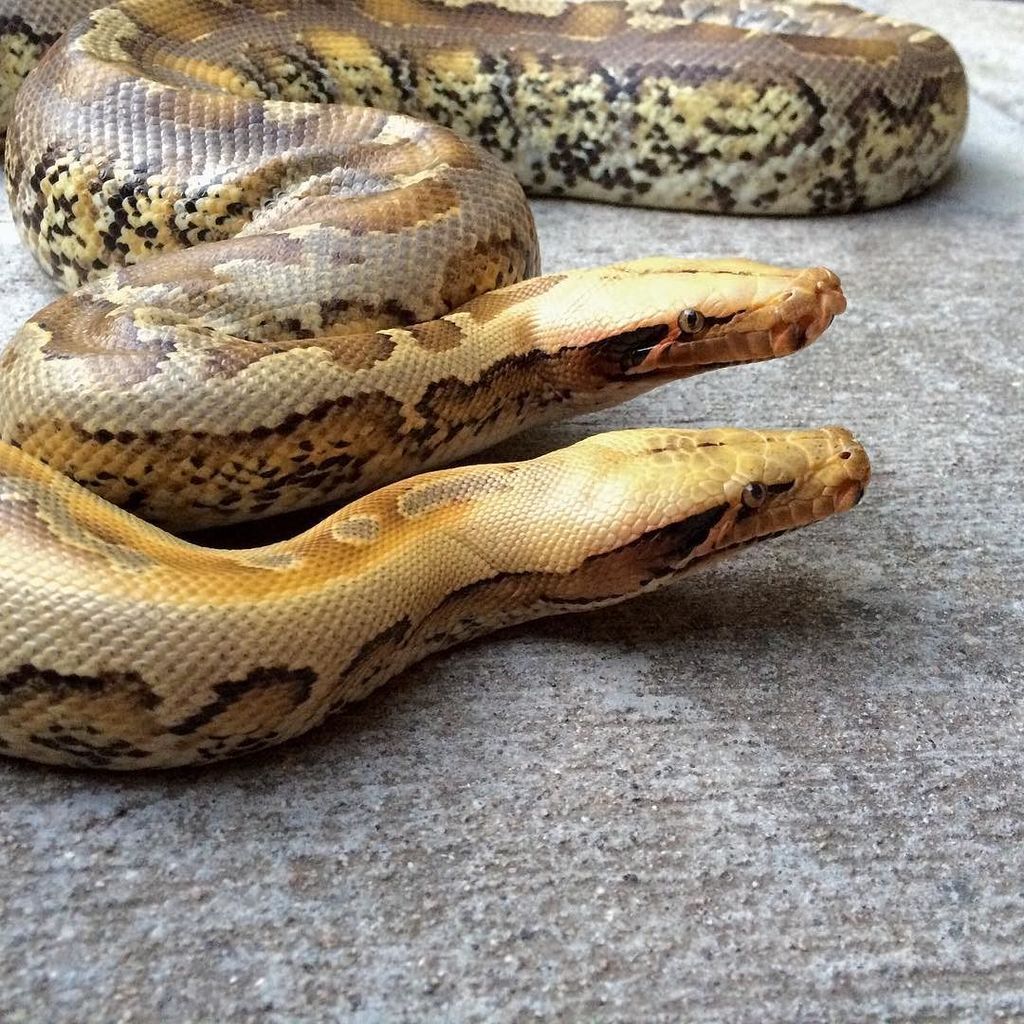 DesignerExotics's tweet photo. ππππ #snakes #snakelover #snakesofinstagram #python #pythonsofinstagram #breitensteini #borneoshorttailpython #granβ¦ https://t.co/bcC9aRgTi4