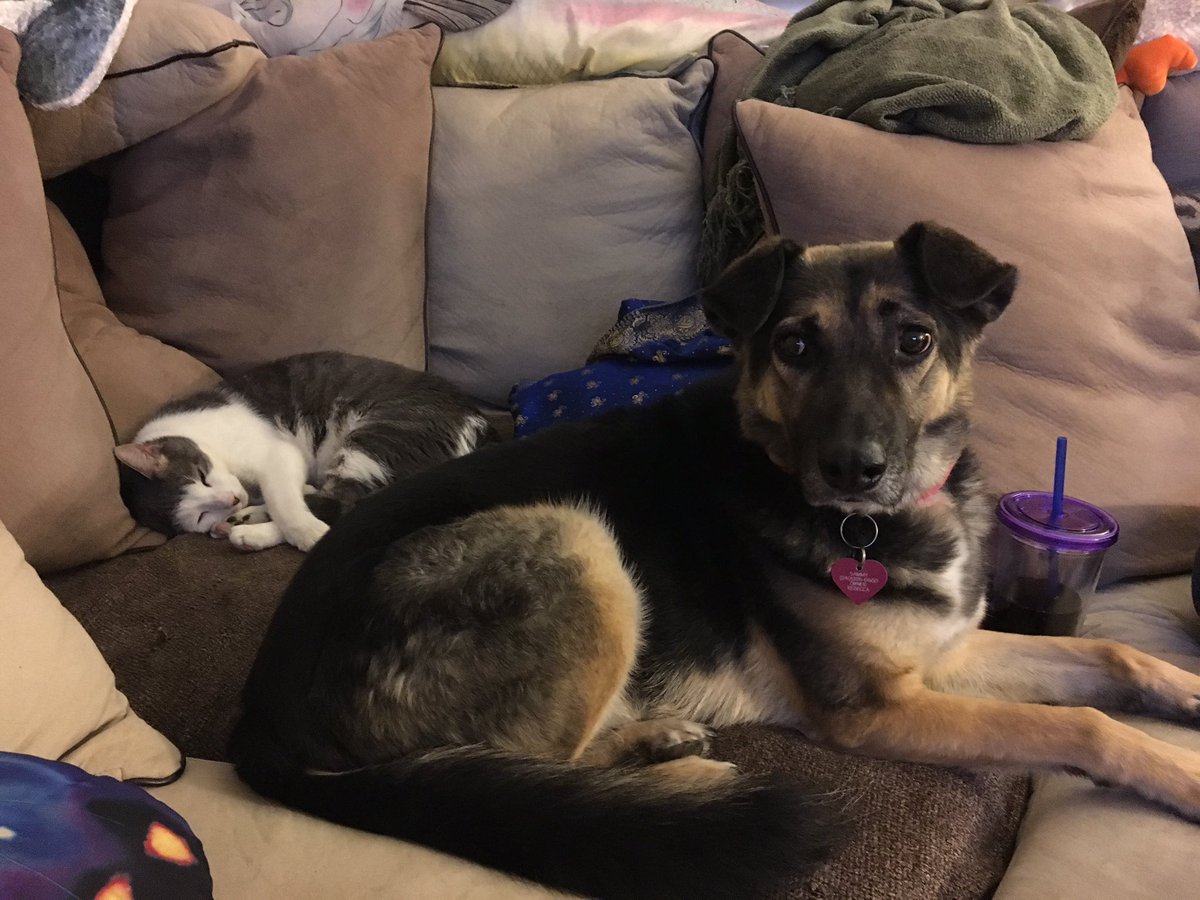 NeuroticCanine's tweet photo. Mahm, the cat took my spot on the couch. It's going to kill me. Halp. https://t.co/i1HINNr1MM