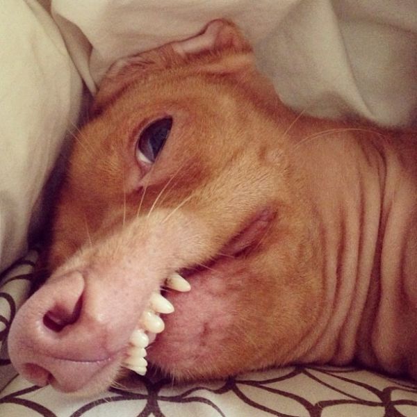 Becktastique's tweet photo. @WindyMirror Sprinkles wanted me to send Smiley her selfie #truelove #doglife #dogsoftwitter https://t.co/bevp5lP4jM