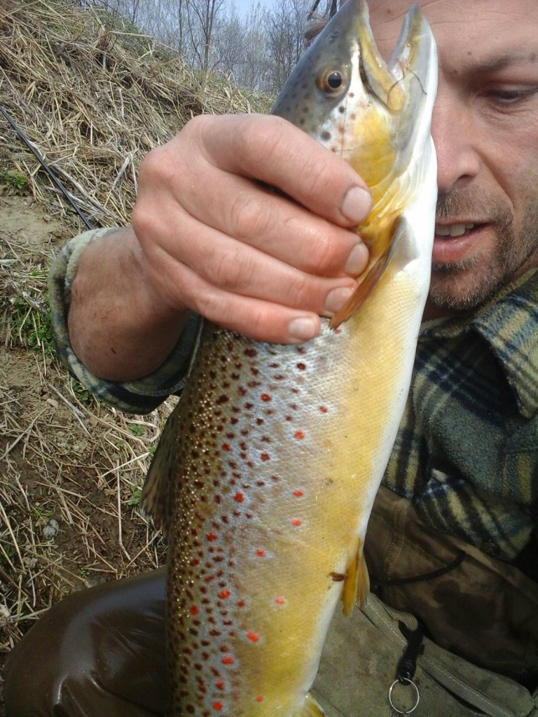 FtNovara's tweet photo. Catture FT , dell' amico Andrea.#FishingTour Novara #acque salmonidi https://t.co/h9PrqAGnYm