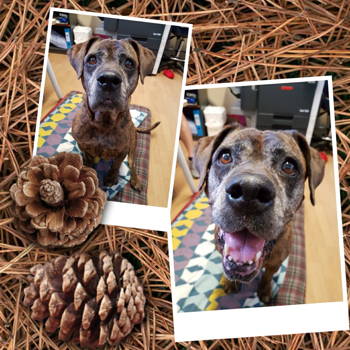 DogsRefugeHome tweet picture