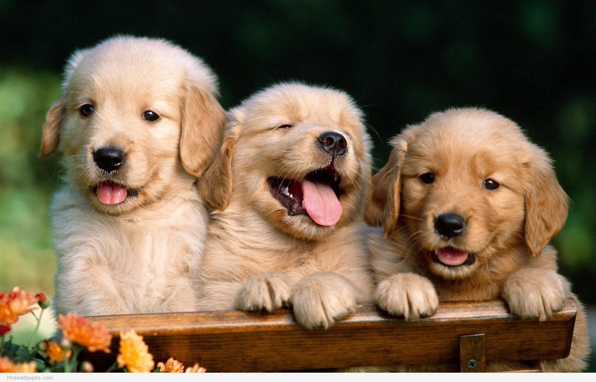 MeOneTalentShow's tweet photo. These puppies want you to go to the talent show!!! https://t.co/Ga3sTdwiL2