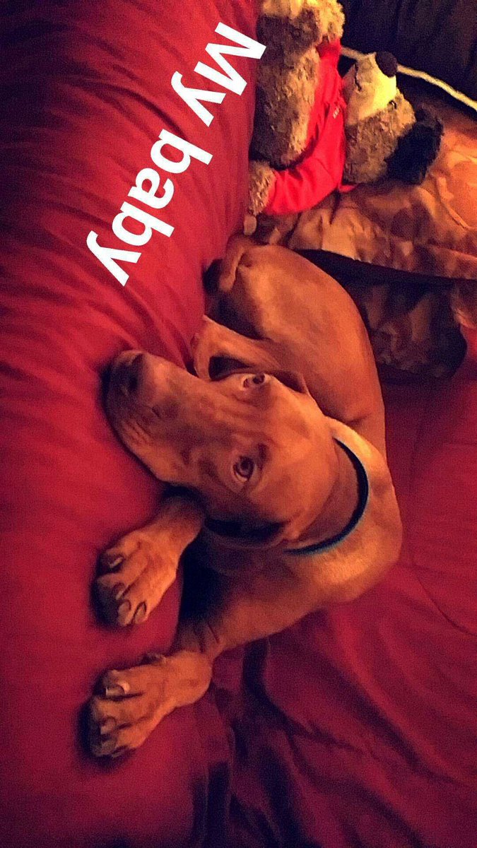 Flight825's tweet photo. Ready to 😪😪😍🐶🐩 https://t.co/OCFDt5EIsF