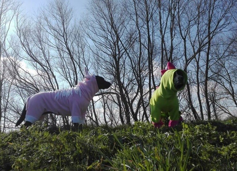 #dinosaur #unicorn made for customer who wanted her dogs in costume to run the #raceforlife with her. Good luck 👍🐾