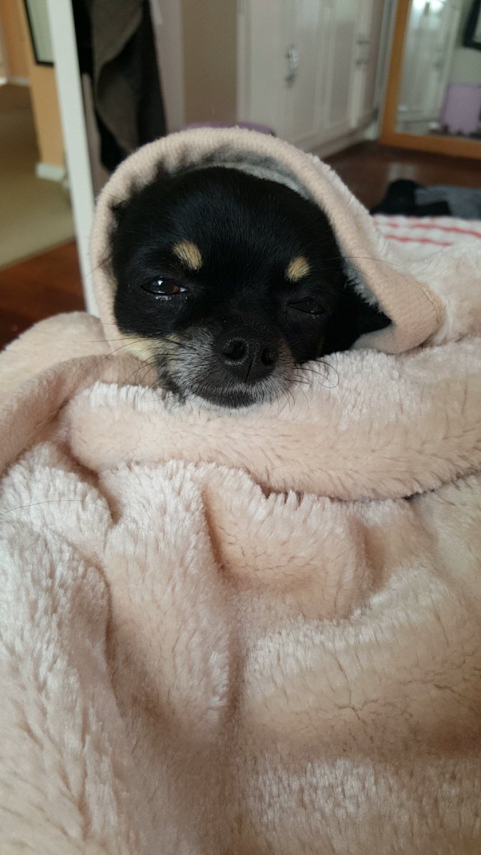 lyleyoh's tweet photo. Has anything ever been cuter?! (Apart from me, obvs) https://t.co/Aq81vW7e3y