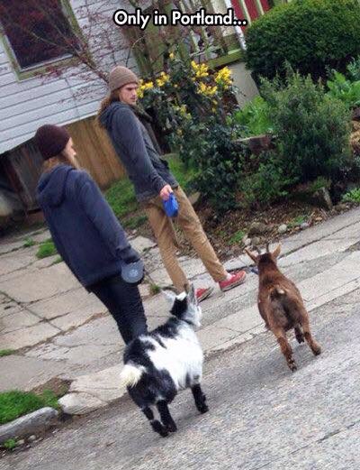 Sam_Paris14's tweet photo. @EverythingGoats In Portland we have goat it going on. https://t.co/IQXlMrNrSW