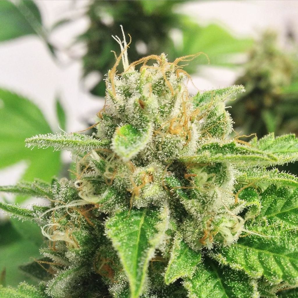 InnoPDX's tweet photo. #tangie looking beautiful going into flush! #pdxmusic #ommp #pdxganja #ommpgrower #ommppatient #oregoncannabis by s… https://t.co/DWGiKLSImr