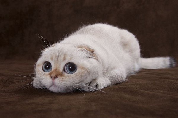 Cats rule the World! tweet media
