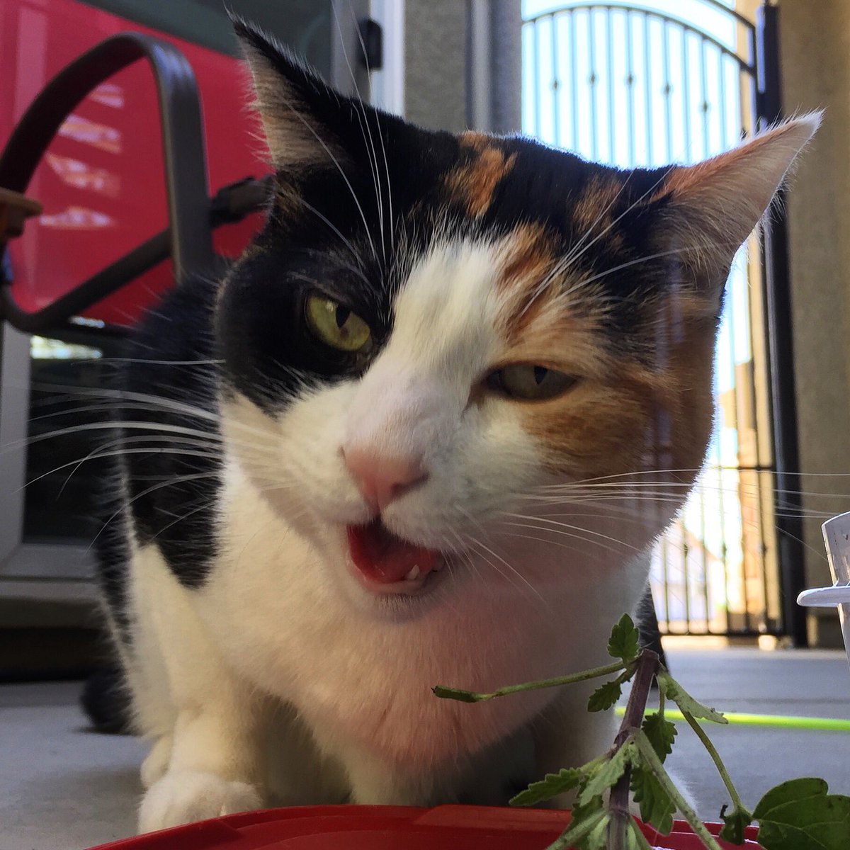 PeacefulPetsSac's tweet photo. Mischief #Sacramento #petcare #petsitter #pets #cats #sacramentopetsitter https://t.co/kAoVxTO3mn