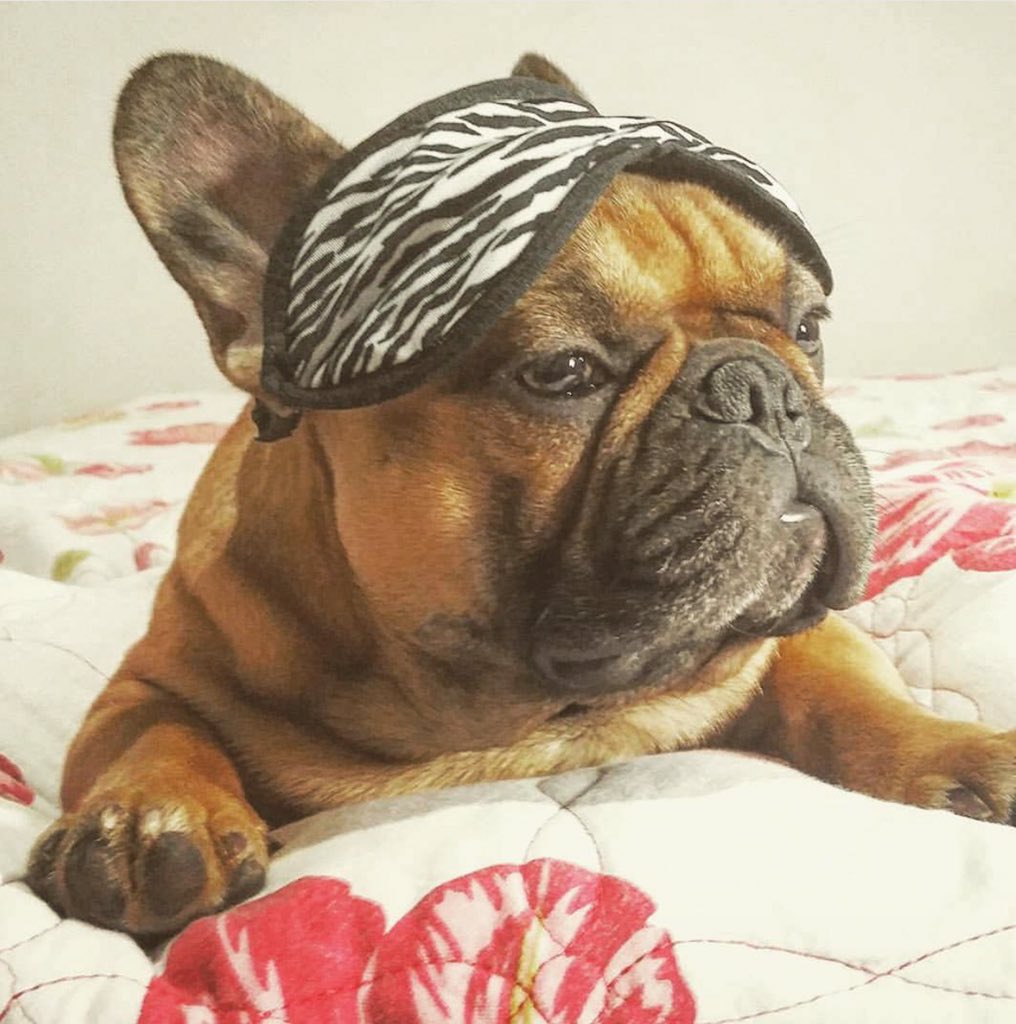Frenchie_rescue's tweet photo. Wakey wakey every #frenchie! Have a #fabulous #Thursday π #HeroForDogs #frenchbulldog #FBNROSA #frenchielove https://t.co/ZVv1FPcx9u