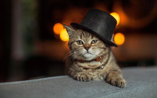 Cats rule the World! tweet media