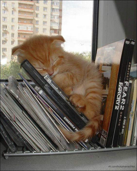 Cats rule the World! tweet media